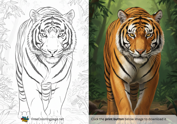 tiger coloring pages